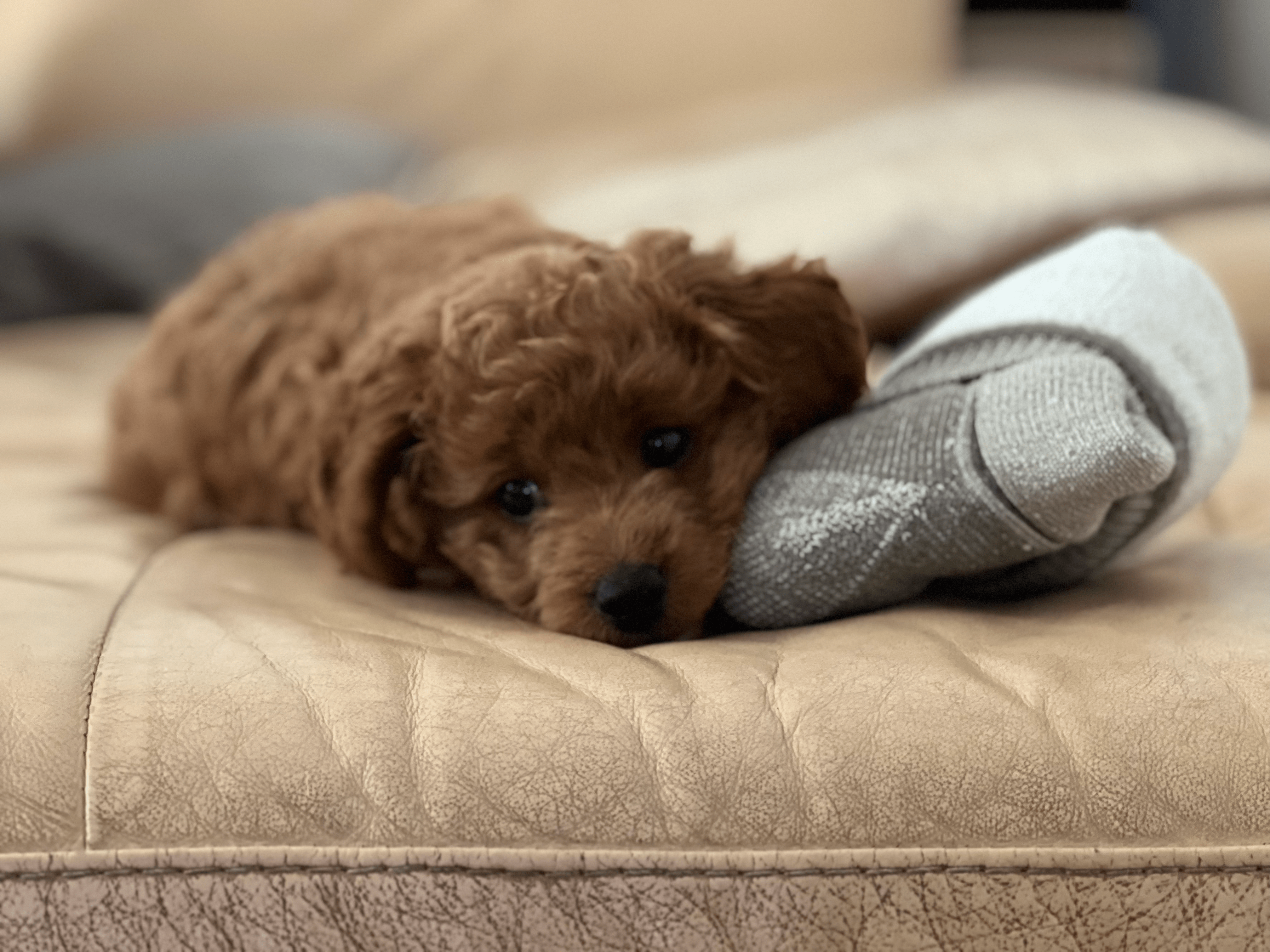 Close-up image of a soft, warm pair of wool socks in a rich, earthy tone, perfect for chilly winter days."
